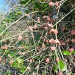 Ephedra foeminea Fruit