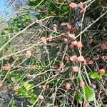 Ephedra foeminea