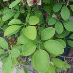 Akebia trifoliata Folha