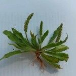 Plantago virginica 叶