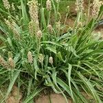 Plantago ovata 形態