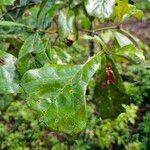 Quercus nigra Листок