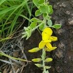 Crotalaria emarginella Flor