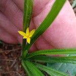 Hypoxis decumbens Leaf