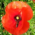 Papaver rhoeas Flower