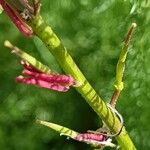 Eruca vesicaria Ffrwyth