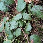 Rubus ursinus 樹皮