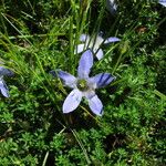 Cyananthus microphyllus Hábito