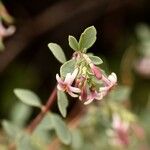 Symphoricarpos longiflorus Цвят