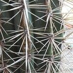 Pachycereus pringlei Yaprak