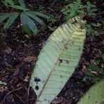 Talisia furfuracea Leaf