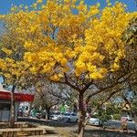 Handroanthus ochraceus Staniste