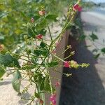 Salvadora persica Blüte