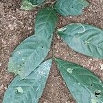 Julbernardia seretii Hoja