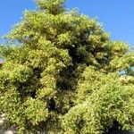 Ficus variegata Лист