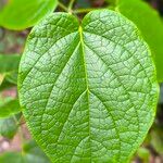 Clerodendrum welwitschii Leaf