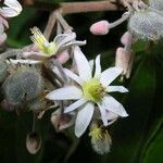 Trichospermum lessertianum Flor