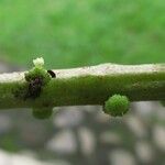 Procris crenata फूल