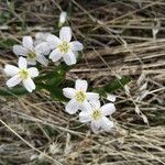 Claytonia lanceolata Çiçek