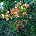 Bougainvillea spectabilis 花