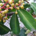 Miconia mirabilis Fruit