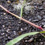 Eragrostis minor Bark