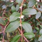 Osmanthus × burkwoodii Folha