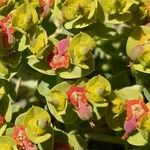 Euphorbia rigida Blomst