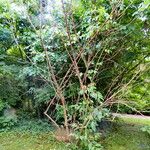 Cornus macrophylla موطن