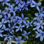 Lobelia pedunculata Flower