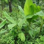 Curcuma zedoaria Folha