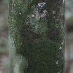 Oxandra asbeckii Corteza