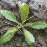 Crepis mollis Blad