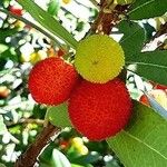 Arbutus unedoफल