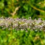 Phleum pratense Flower