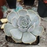 Echeveria lilacina Lapas