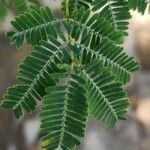 Vachellia nilotica Folha