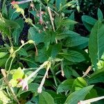 Nicotiana × sanderi Συνήθη χαρακτηριστικά