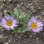 Erigeron multiradiatus Habit