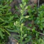 Silene apetala Flower