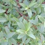 Ceanothus americanus Leaf