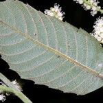Cupania rufescens Leaf