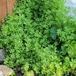 Galium verrucosum पत्ता