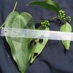 Smilax domingensis Outro