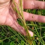 Carex distans Fruit