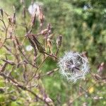 Lactuca serriolaफूल