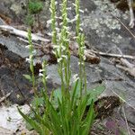 Spiranthes aestivalis Habit