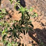 Barleria volkensii Leaf