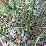 Juncus tenuis Fuelha