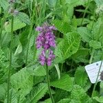 Betonica officinalis Blüte